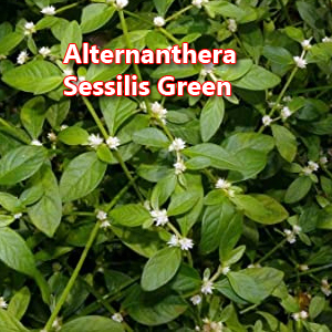 Alternanthera sessilis Green